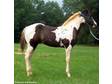 '08 APHA Black Tobiano Colt - Horse For Sale in Americus,  GA